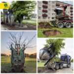 Pilna servisa lielu koku pārstādīšanas pakalpojumi Nemokieties ar lāpstu —&hellip;