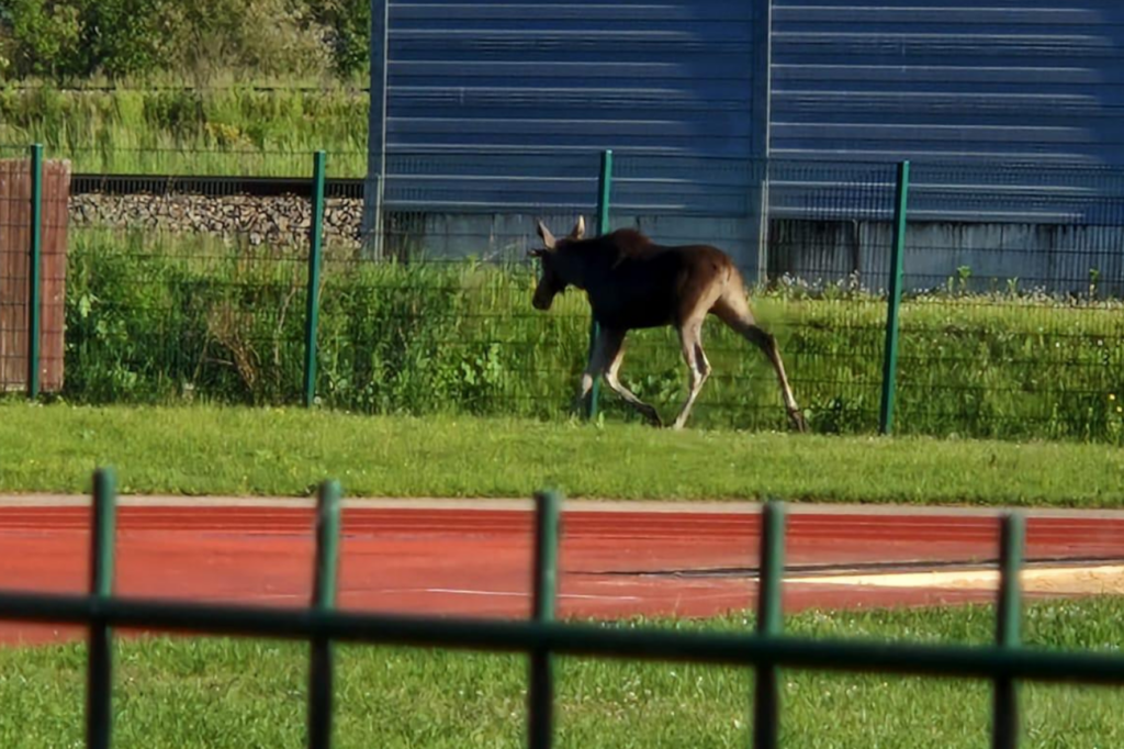 Aluksniesiem.lv raksta attēla aizvietotājs